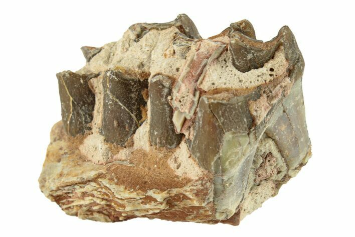 Oreodont (Merycoidodon) Jaw Section - South Dakota #268813